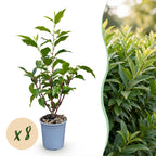 Prunus lusitanica angustifolia (Schmalblättrige Lorbeerkirsche) – 8 Pflanzen, Ø 9 cm, 25–35 cm hoch