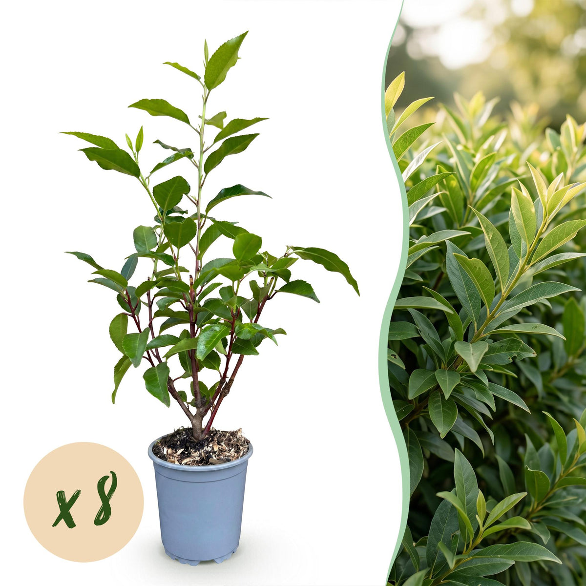 Prunus lusitanica angustifolia (Schmalblättrige Lorbeerkirsche) – 8 Pflanzen, Ø 9 cm, 25–35 cm hoch