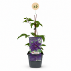 Klematis 'The President' (klematis) – lila – 6 plantor, Ø 9 cm, 35 cm hög