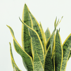2× Sansevieria Laurentii (vrouwentong) – Ø14 cm, 40 cm hoog