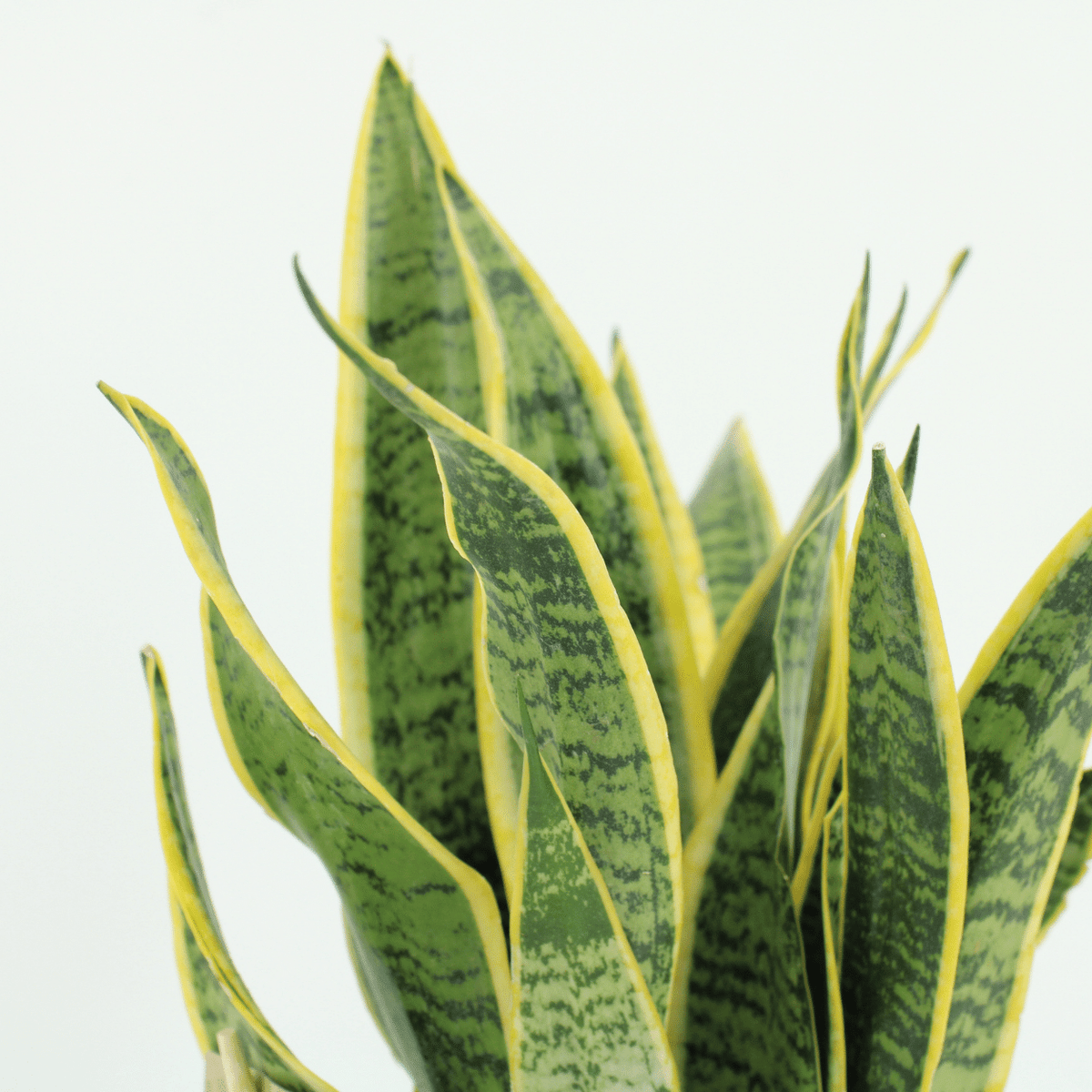2× Sansevieria Laurentii (vrouwentong) – Ø14 cm, 40 cm hoog