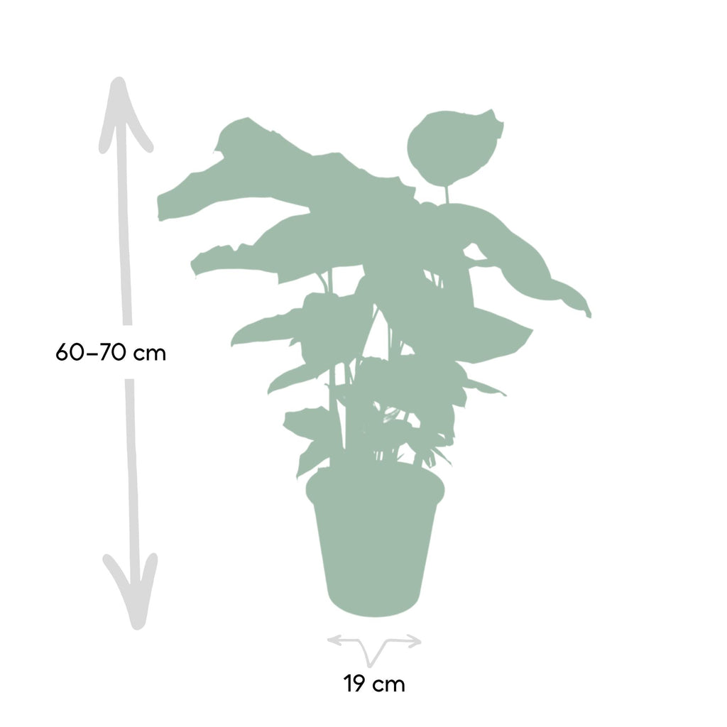 Calathea Whitestar – Ø19 cm, 50 cm hög