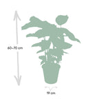 Calathea Whitestar – Ø19 cm, 50 cm hög