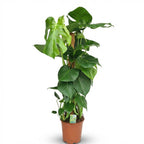 Monstera deliciosa (hulplant) – Ø19 cm, 90 cm høj