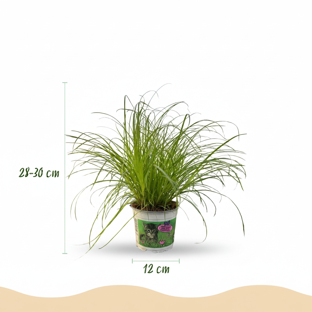 4× Cyperus alternifolius Zumula (Schwertlilie) im grauen Zier-Tontopf – Ø 12 cm, 20 cm hoch – Bild 3
