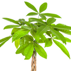 Pachira aquatica (Geldbaum) – Ø 19 cm, 70–90 cm hoch