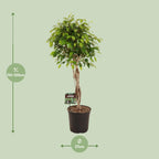 Ficus benjamina Exotica (Weiner-Ficus) – Ø 27 cm, 120 cm hoch
