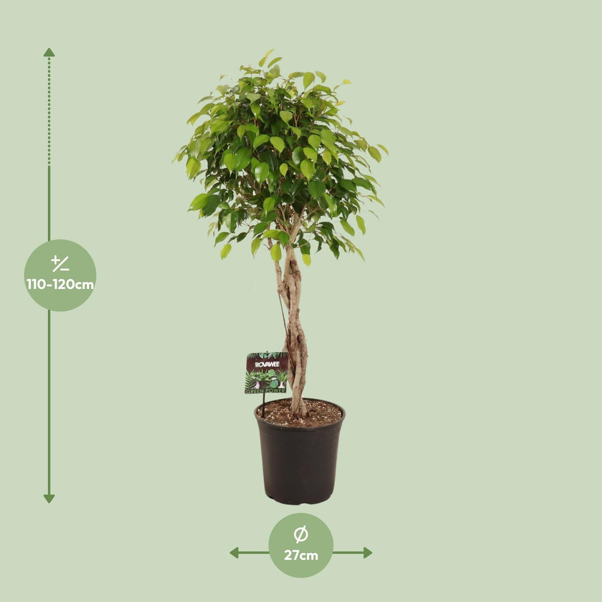 Ficus benjamina Exotica (treurvijg) – Ø27 cm, 120 cm hoog