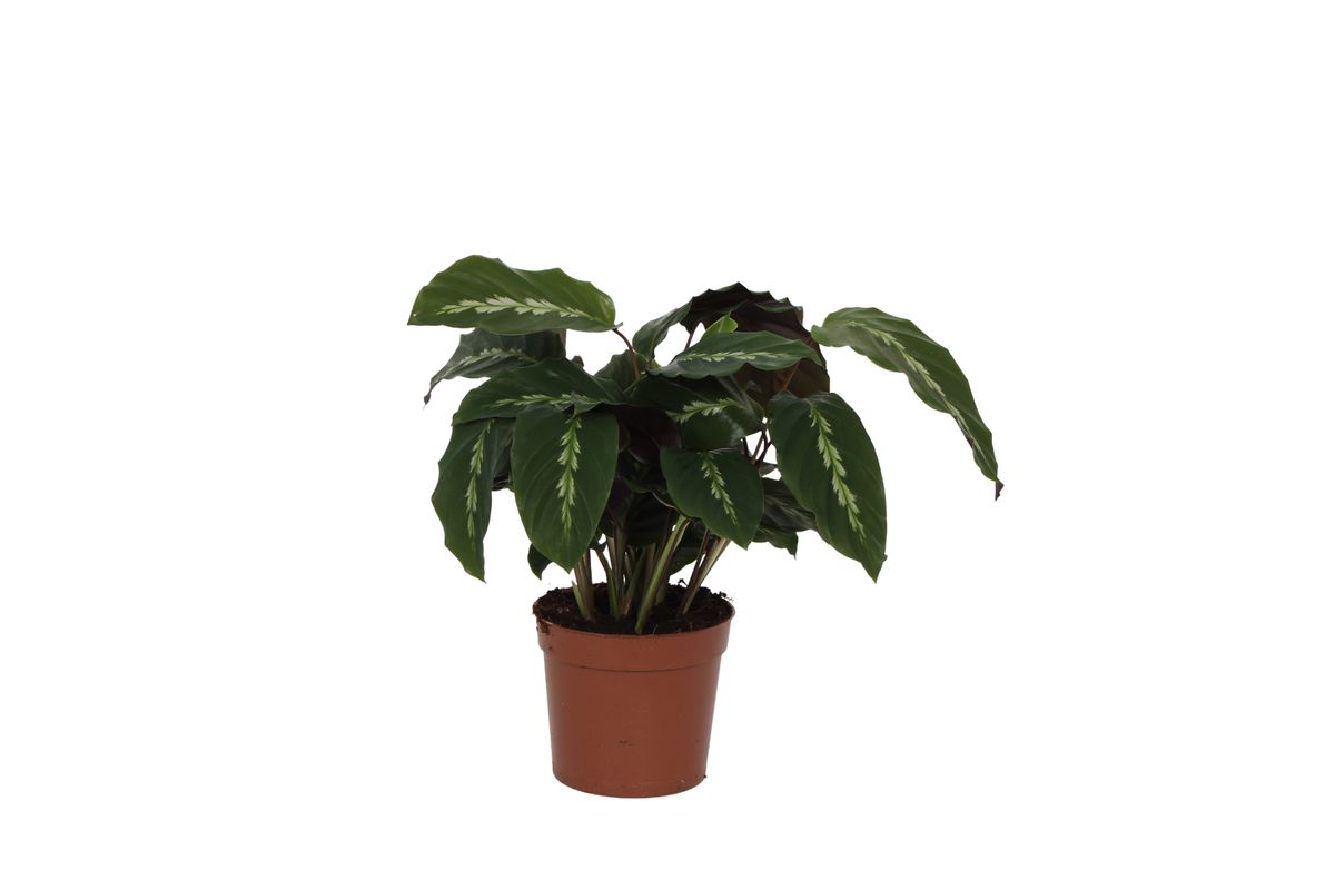 Calathea Maui Queen – Ø 12 cm, 35 cm hoch