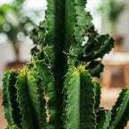 Euphorbia eritrea – Ø 17 cm, 60 cm hoch – Art. 54720