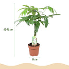 2× Pachira aquatica mit geflochtenem Stamm (Geldbaum) – Ø 17 cm, 60–70 cm hoch