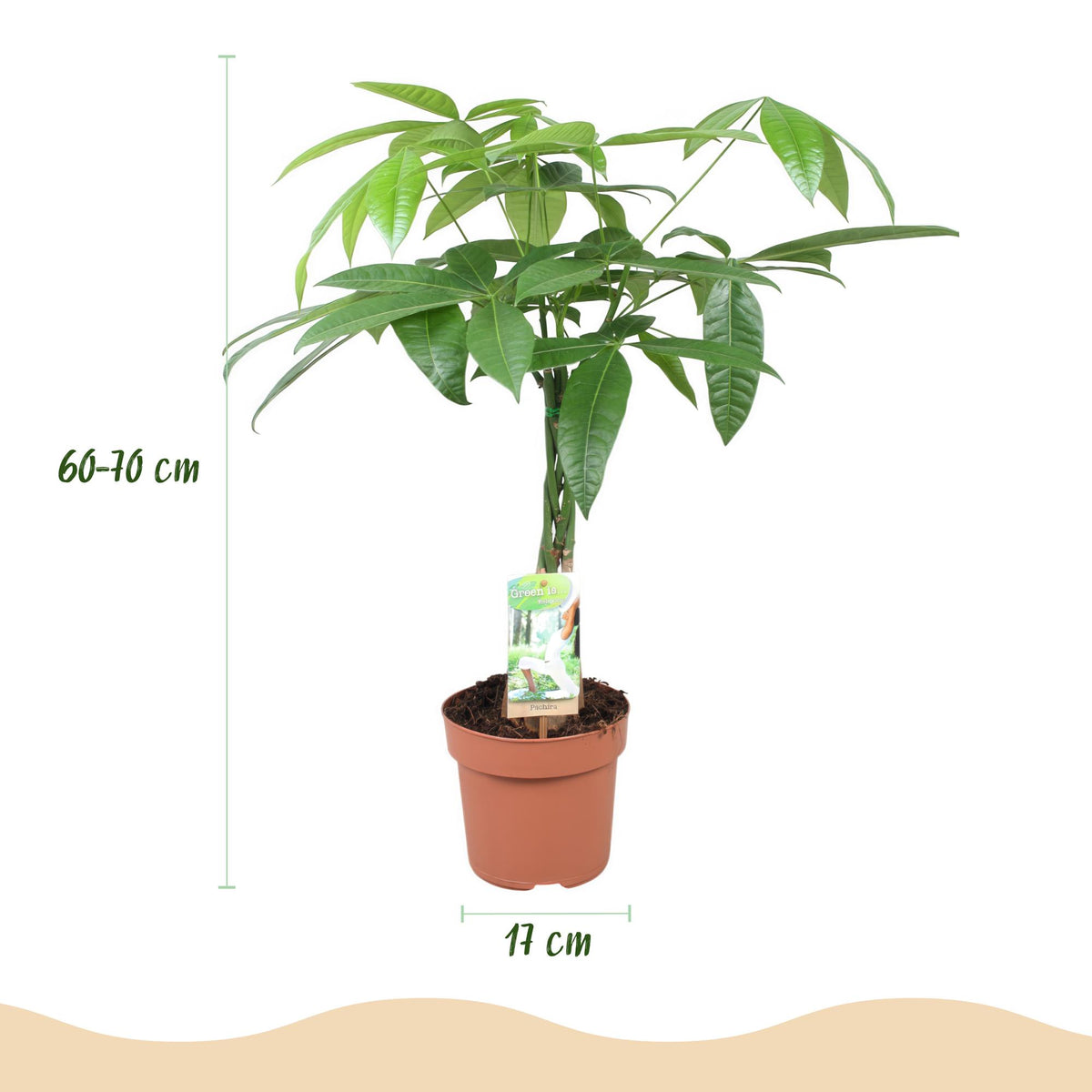 2× Pachira aquatica mit geflochtenem Stamm (Geldbaum) – Ø 17 cm, 60–70 cm hoch