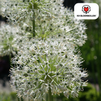 Sierui 'White Giant' – 5 blomsterløg