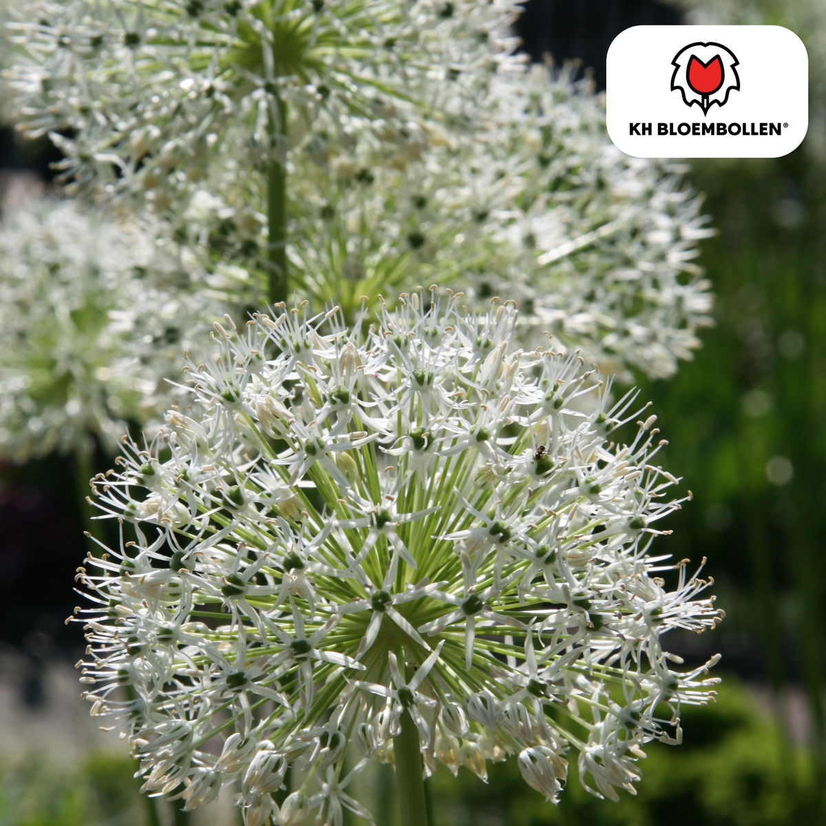 Iris 'White Giant' – 5 bulbes