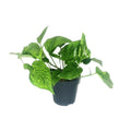 Scindapsus pictus Trebie – Ø12 cm, 20 cm hoog