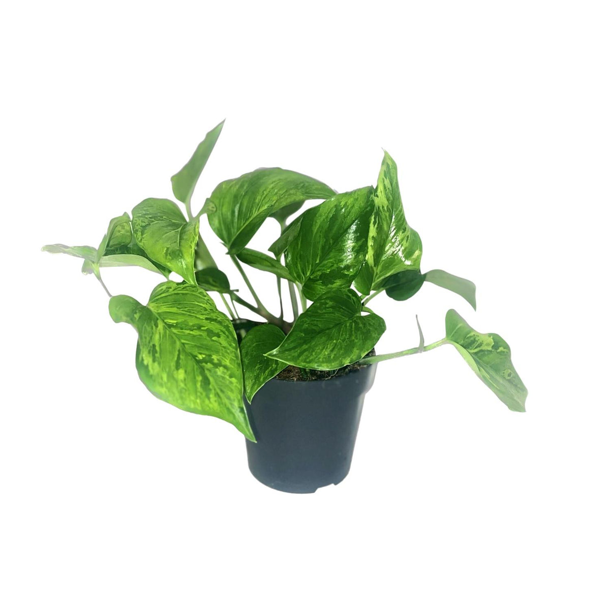 Scindapsus pictus Trebie – Ø12 cm, 20 cm hoog