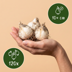 Zierui 'Miami' – 120 Blumenzwiebeln (Zwiebelgröße 10/+)