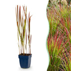 Imperata cylindrica 'Red Baron' (Japanisches Blutgras) – rot – 24 Pflanzen, Ø 11 cm, 15–25 cm hoch