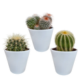 3× Mix de cactus globulaires (Cactaceae) en pot blanc – Ø10 cm, 16 cm de haut