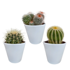 3× Mix de cactus globulaires (Cactaceae) en pot blanc – Ø10 cm, 16 cm de haut