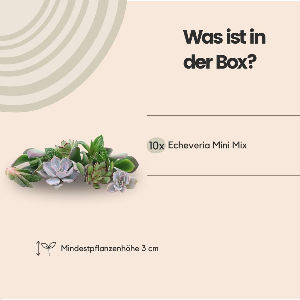 ROOTLESS Echeveria mini mix-kasse – Ø19 cm, 5 cm høj