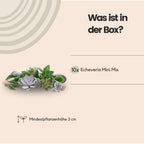 ROOTLESS Echeveria mini mix-kasse – Ø19 cm, 5 cm høj