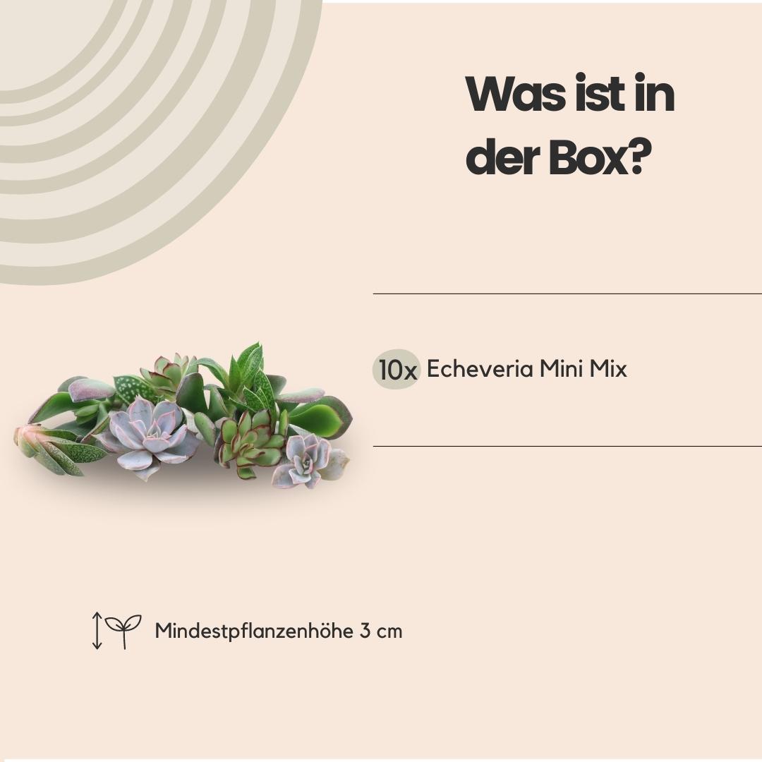 ROOTLESS Echeveria mini mix-kasse – Ø19 cm, 5 cm høj
