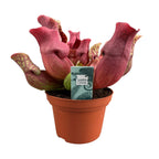 Sarracenia Maroon (trompetbægerplante) – Ø12 cm, 23 cm høj