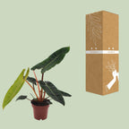 Philodendron Billietiae – Ø12 cm, 25 cm hoog