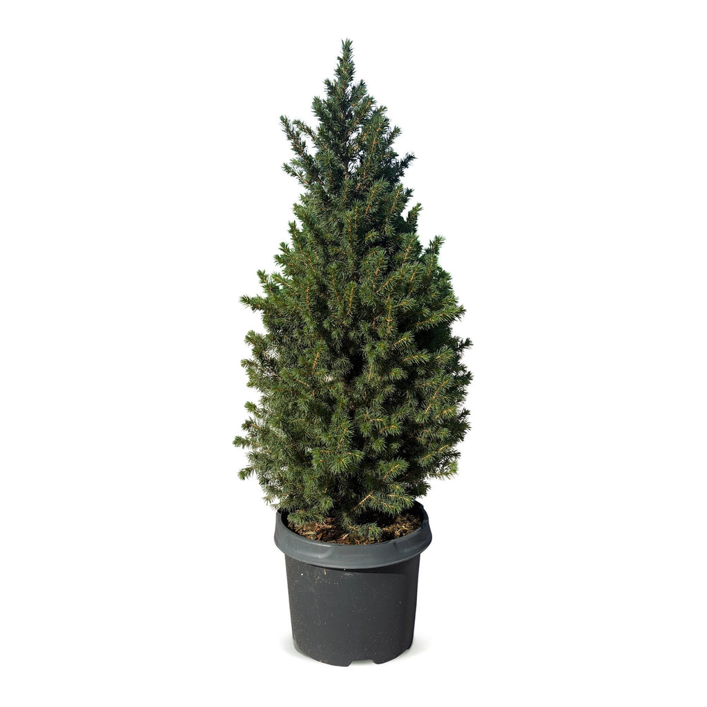 Picea glauca Conica (petit sapin de Noël) – Ø23 cm, 80 cm de haut