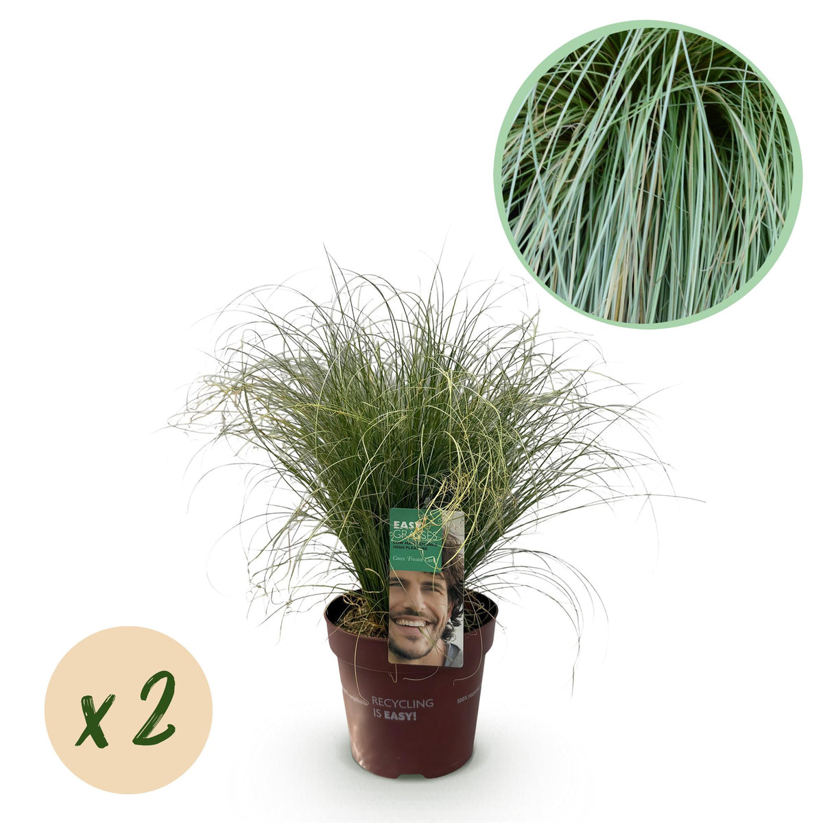 Carex comans 'Frosted Curls' (Segge) – 2 Pflanzen, Ø 17 cm, 50 cm hoch