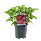 Hydrangea macrophylla 'Red' (Hortensie) – rot – Ø 17 cm, 30 cm hoch