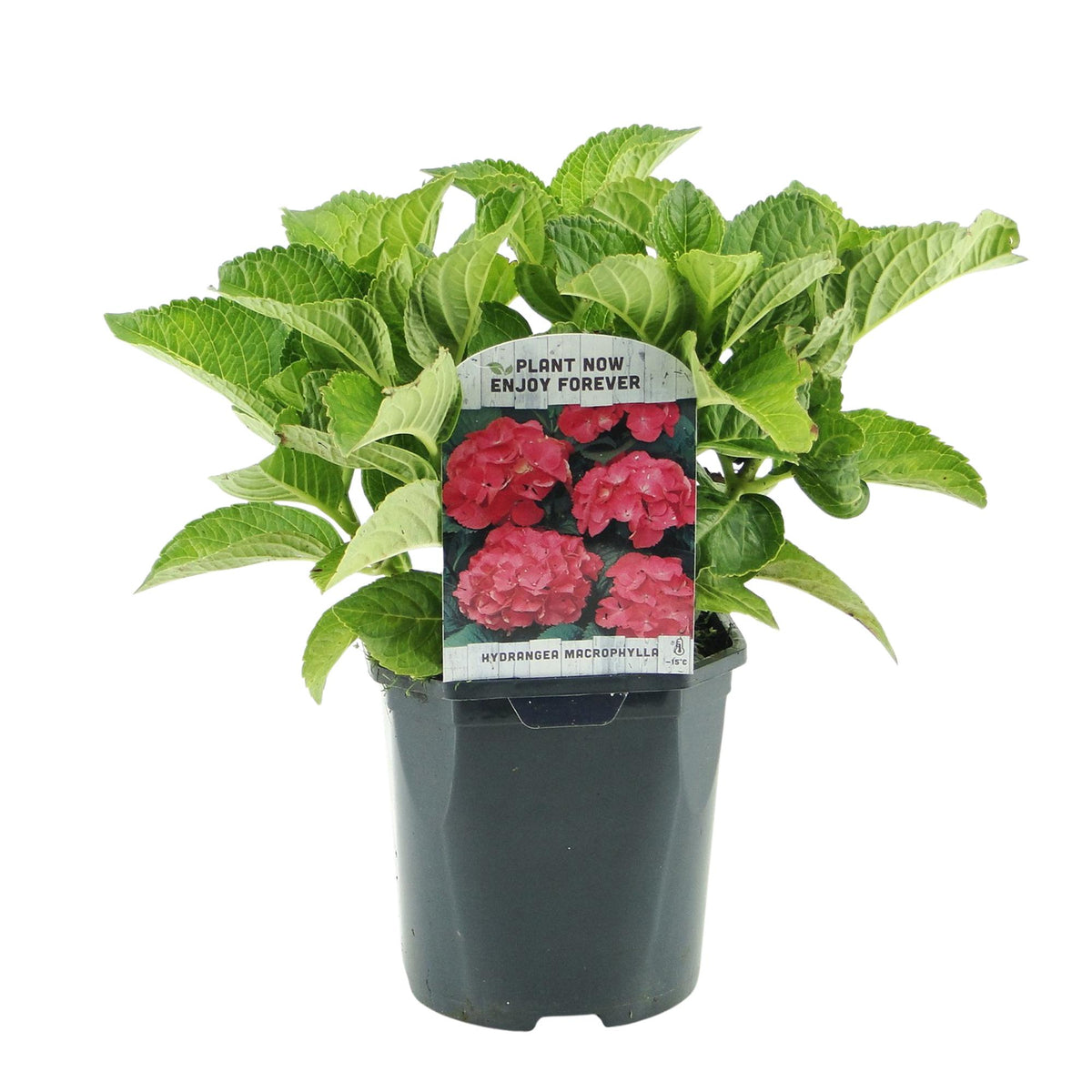 Hydrangea macrophylla 'Red' (hortensia) – rood – Ø17 cm, 30 cm hoog