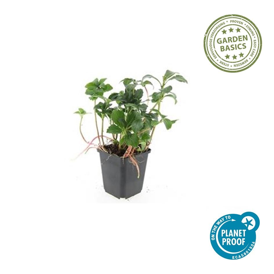 Pachysandra term. 'Green Sheen' (shade plant) – 48 plants, Ø9 cm, 10–25 cm high – photo 5