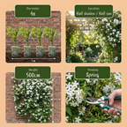 Jasminum officinale (jasmin commun) – blanc – 2 plants, Ø9 cm, 35 cm de haut