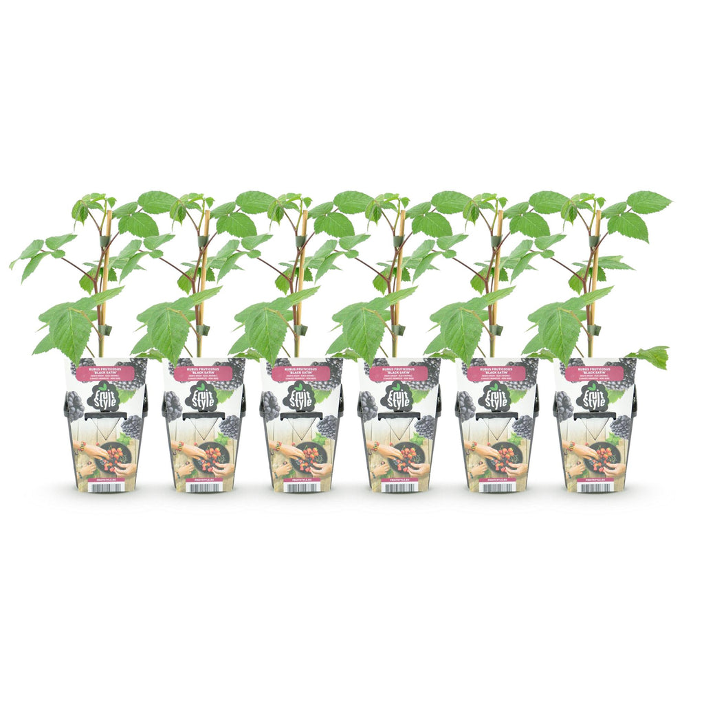 Rubus 'Black Satin' (braam) – 6 planten, Ø9 cm, 35 cm hoog