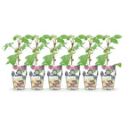Rubus 'Black Satin' (braam) – 6 planten, Ø9 cm, 35 cm hoog