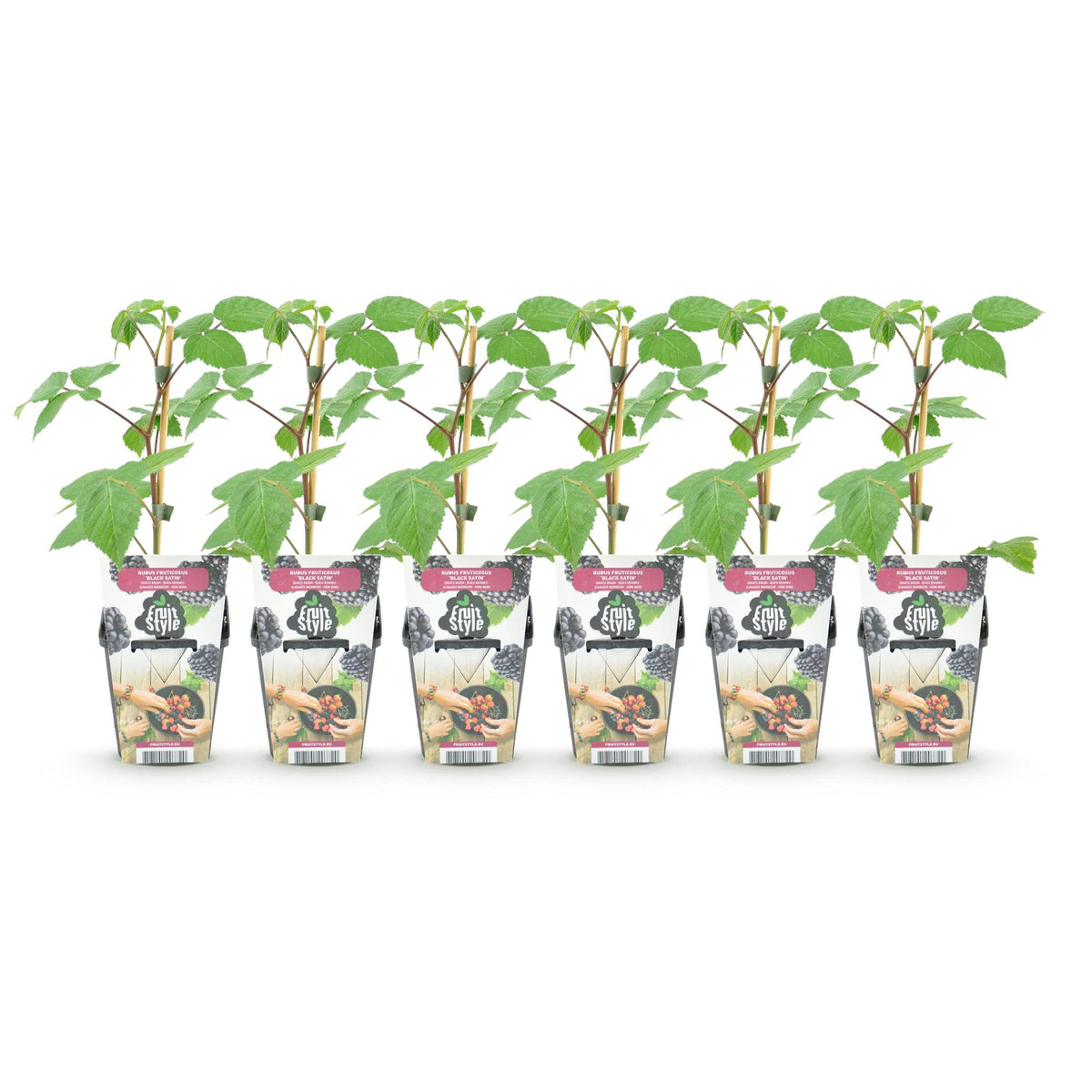 Rubus 'Black Satin' (braam) – 6 planten, Ø9 cm, 35 cm hoog