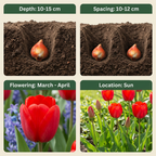 Tulpe 'Triumph Red' – 60 Blumenzwiebeln (Zwiebelgröße 11/12)