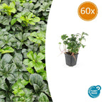 Pachysandra term. 'Green Sheen' (groundcover) – 60 plants, Ø9 cm, 10–25 cm high