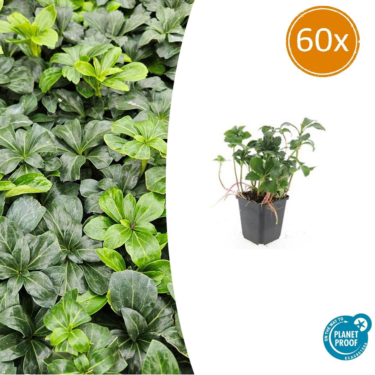 Pachysandra term. 'Green Sheen' (groundcover) – 60 plants, Ø9 cm, 10–25 cm high – photo 2