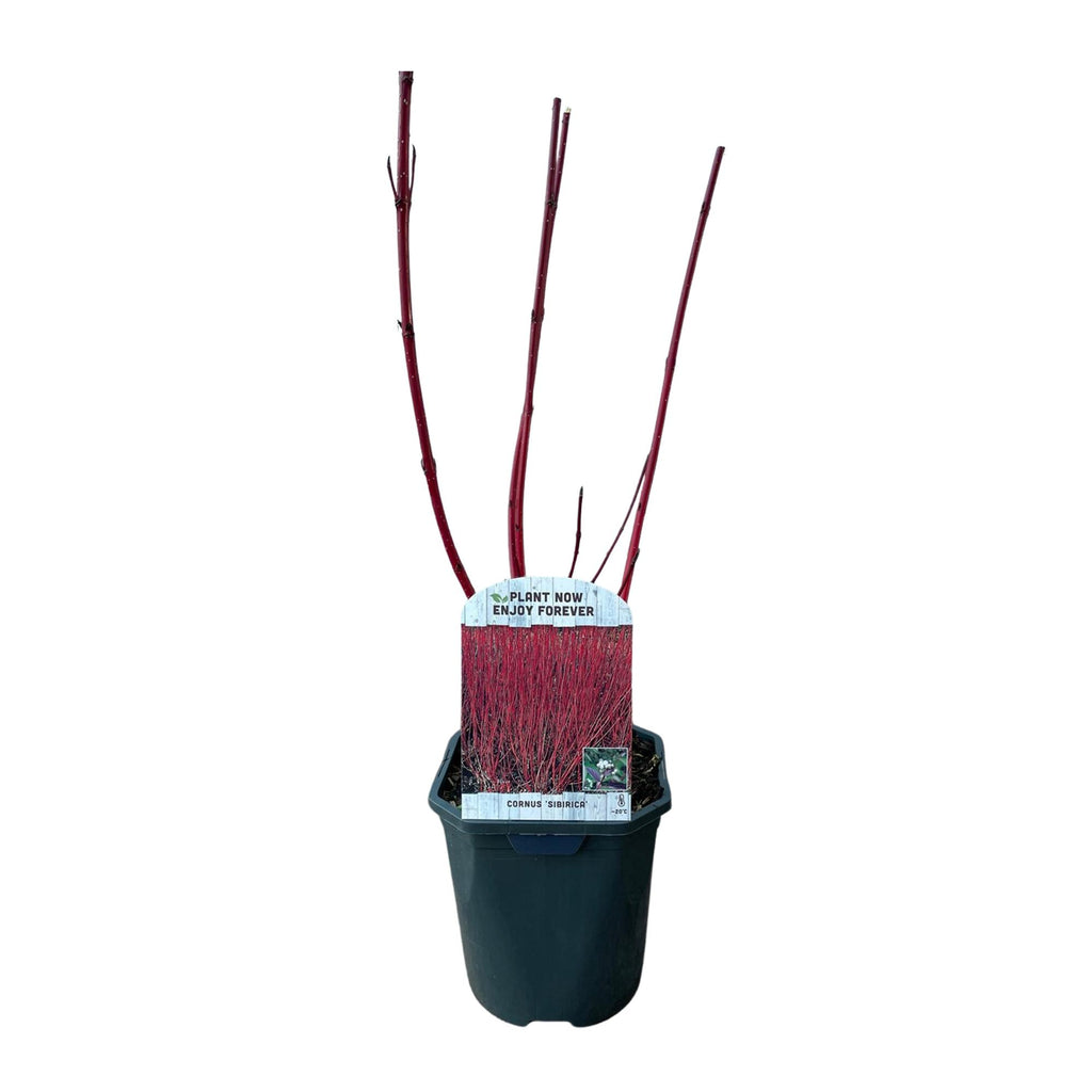 Cornus sibirica (røde grene) – Ø17 cm, 45 cm høj – billede 2
