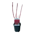 Cornus sibirica (røde grene) – Ø17 cm, 45 cm høj