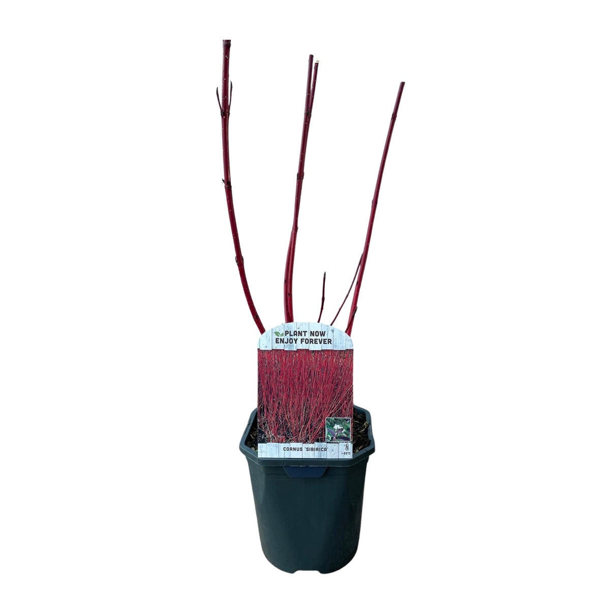Cornus sibirica (røde grene) – Ø17 cm, 45 cm høj – billede 2