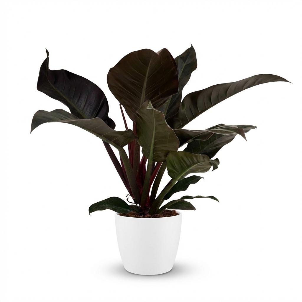 Philodendron Imperial Red dans pot de présentation blanc – Ø19 cm, 60 cm de haut
