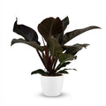Philodendron Imperial Red dans pot de présentation blanc – Ø19 cm, 60 cm de haut