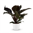 Philodendron Imperial Red dans pot de présentation blanc – Ø19 cm, 60 cm de haut