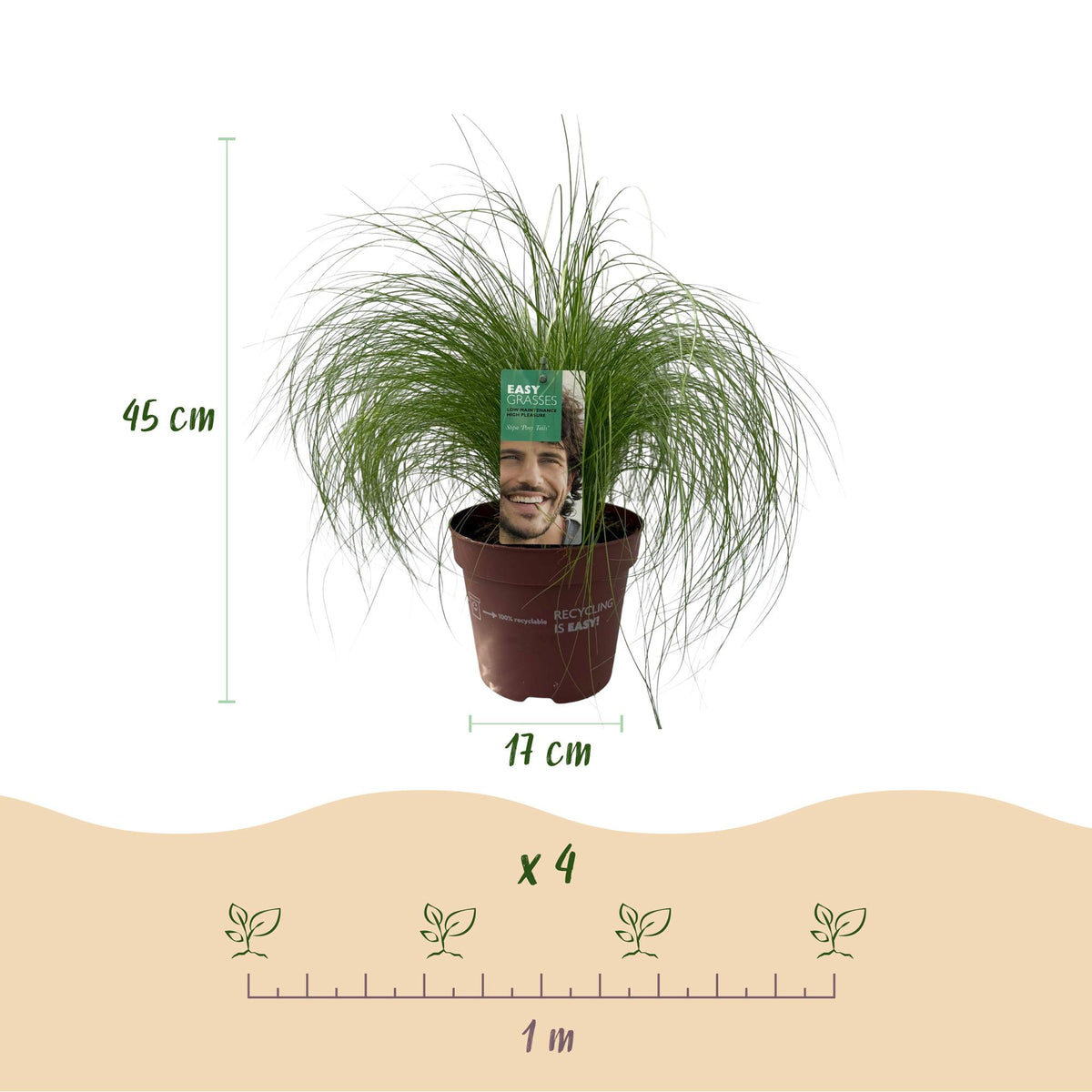 Stipa tenuifolia 'Pony Tails' (feather grass) – Ø17 cm, 50 cm high – photo 3