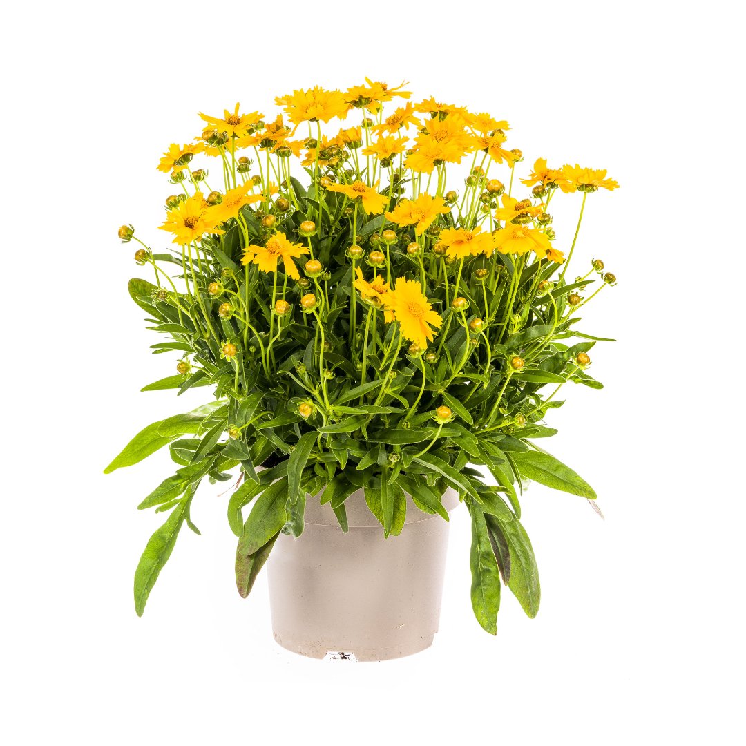 Coreopsis grandiflora (mælkebøtte) – Ø19 cm, 50–60 cm høj