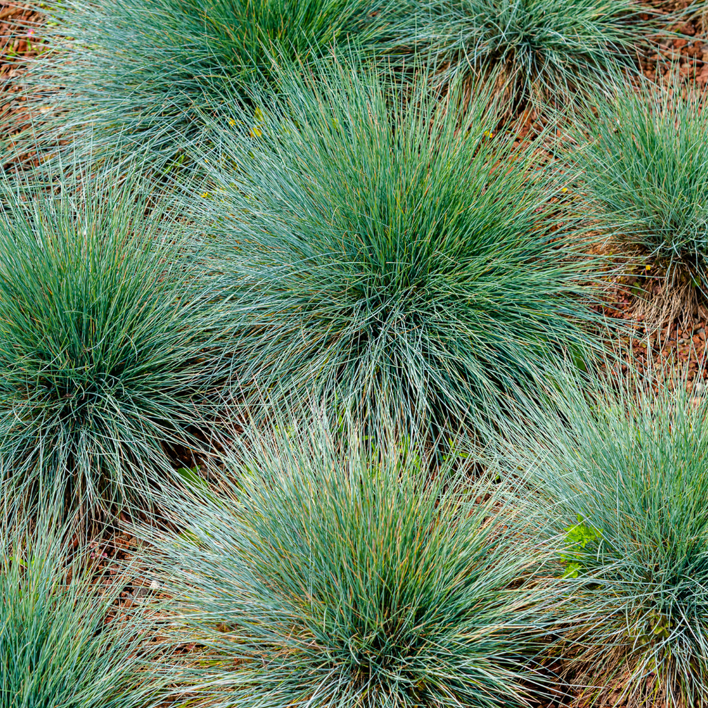 Festuca gautieri (fétuque bleue) – 6 plants, Ø9 cm, 10–25 cm de haut – photo 7